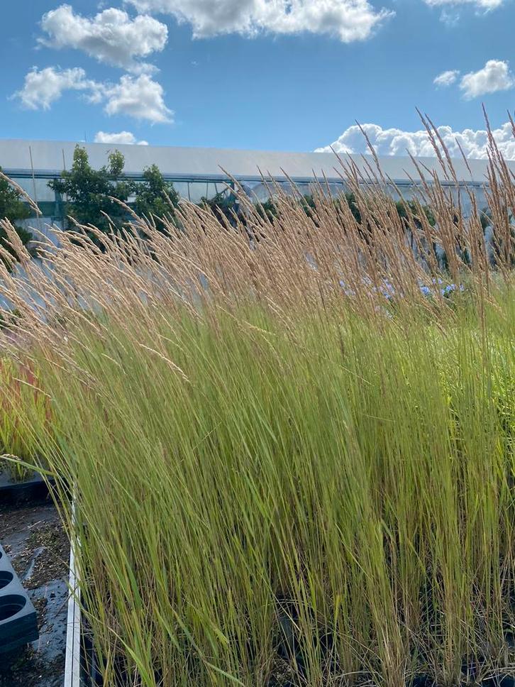 Calamagrostis acutiflopra 'Karl Foerster', Siergras, Tuin en Terras, Planten | Tuinplanten, Siergrassen, Volle zon, Herfst, Ophalen