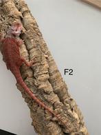 Femelle red trans 66% het hypo, Dieren en Toebehoren, Hagedis, 0 tot 2 jaar