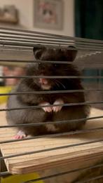 Hamster met kooi, Dieren en Toebehoren, Knaagdieren, September, Hamster, Tam