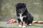 Prachtige kruising pups, Dieren en Toebehoren, Honden | Niet-rashonden, België, CDV (hondenziekte), 8 tot 15 weken, Groot