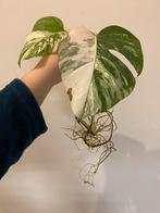 Monstera Deliciosa Albo Variegata #3, Huis en Inrichting, Kamerplanten, Ophalen of Verzenden