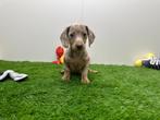 Dwergteckel pups, Dieren en Toebehoren, België, 8 tot 15 weken, Korthaar, CDV (hondenziekte)