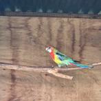 Rosella koppel, Dieren en Toebehoren, Meerdere dieren, Parkiet, Geringd
