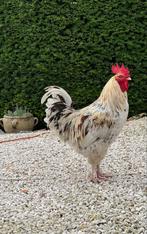 Coq FRENCH MARANAS., Poule ou poulet