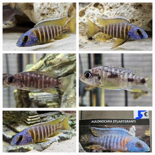 Aulonocara stuartgranti cichliden malawi hobbykweek, Dieren en Toebehoren, Vissen | Aquariumvissen, Zoetwatervis, Vis