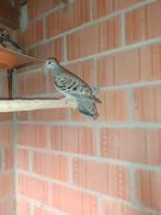 bronsvleugel duivin, Dieren en Toebehoren