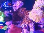 Zoanthus, Dieren en Toebehoren, Overige typen, Zoutwatervis