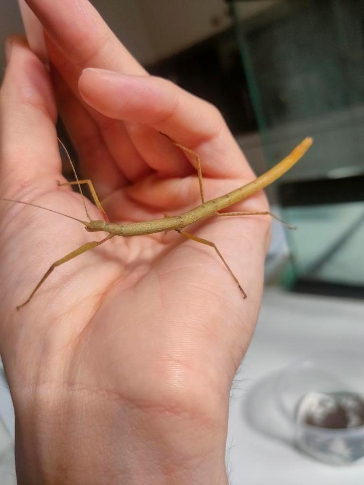 Indische Wandelen Takken, Dieren en Toebehoren, Insecten en Spinnen