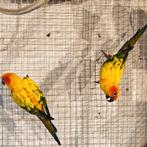 Couple de perruches Soleil, conure soleil, zonparkieten kopp, Plusieurs animaux, Perruche, Bagué