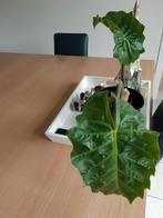 Kamerplant., Ophalen