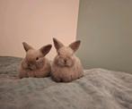 Minilop konijntjes, Animaux & Accessoires, Lapins, Mâle, Nain, Oreilles tombantes, 0 à 2 ans