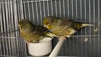 Mannelijke en vrouwelijke glosterkanaries, Meerdere dieren