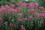 Eupatorium maculatum 'Riesenschirm' (leverkruid of koninginn, Volle zon, Vaste plant, Zomer, Ophalen