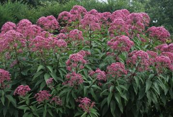 Eupatorium maculatum 'Riesenschirm' (leverkruid of koninginn beschikbaar voor biedingen