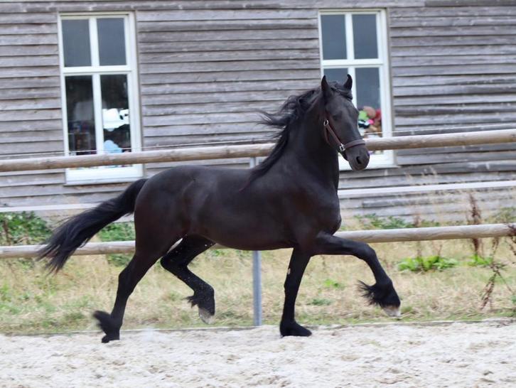 Supermooie bijna 2,5 jarige friese hengst vol papier, Dieren en Toebehoren, Paarden, Hengst, Onbeleerd, 160 tot 165 cm, 3 tot 6 jaar