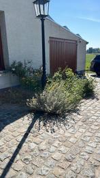 Authentieke gietijzeren lantaarnpaal, Ophalen, Gebruikt, Minder dan 50 watt, Overige typen