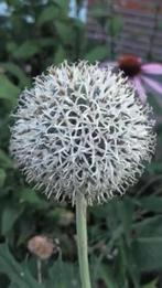 Zaailingen witte kogeldistel, 0,75 cent, Autres espèces, Plein soleil, Été, Enlèvement