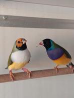 Koppel gouldamadine