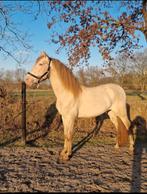 Super knappe perlino, Dieren en Toebehoren, Paarden, Niet van toepassing, Hengst, 160 tot 165 cm, Recreatiepaard