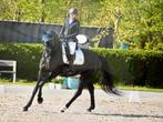 Zwarte dressuur merrie, Dieren en Toebehoren, Paarden, Merrie, Gechipt, Dressuurpaard, 11 jaar of ouder