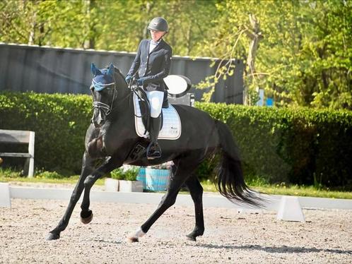 Zwarte dressuur merrie, Dieren en Toebehoren, Paarden, Merrie, 165 tot 170 cm, 11 jaar of ouder, Dressuurpaard, Met stamboom, Gechipt