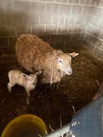 Schapen te koop, Mouton, Femelle