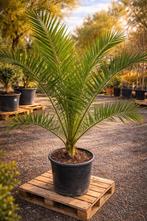 Phoenix Canariensis - dadelpalm op voorraad, Ophalen