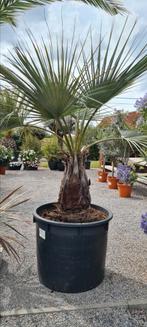 Brahea Armata palmboom, Tuin en Terras, Planten | Bomen, Ophalen, Palmboom
