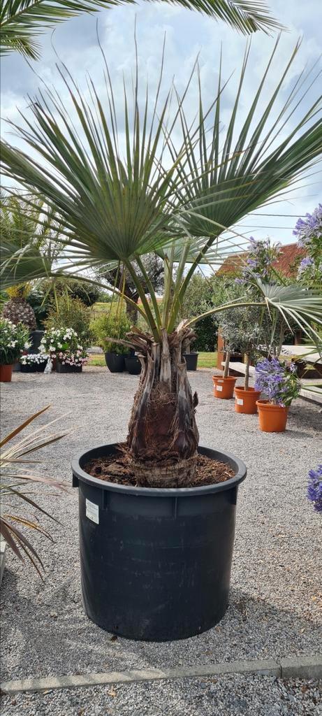 Brahea Armata palmboom, Tuin en Terras, Planten | Bomen, Palmboom, Ophalen