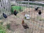 Pluimvee, Dieren en Toebehoren