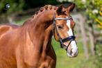 Kwpn dressuurmerrie 2021, Dieren en Toebehoren, Paarden, Merrie, Dressuurpaard, 3 tot 6 jaar, L