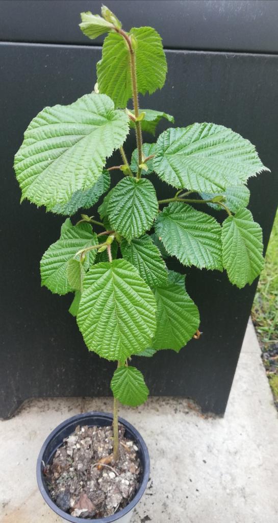 Echange ou vend charme 54 cm, Jardin & Terrasse, Plantes | Arbres, Enlèvement