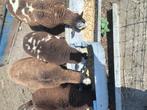Baggerbont rammetje, Mannelijk, Schaap, 0 tot 2 jaar