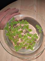 Mooie portie Salvinia drijfplanten 3€, Dieren en Toebehoren, Vissen | Aquaria en Toebehoren, Ophalen