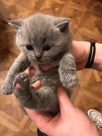 Britse korthaar kittens beschikbaar, Dieren en Toebehoren, Meerdere dieren, 0 tot 2 jaar, Gechipt