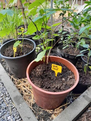 Druiven planten, Tuin en Terras, Ophalen