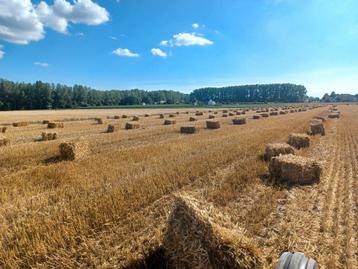 Kleine balen stro 2025 beschikbaar voor biedingen