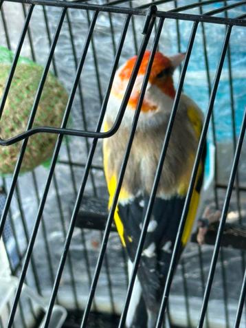Super mal chardonneret à vendre, Dieren en Toebehoren, Vogels | Overige Vogels