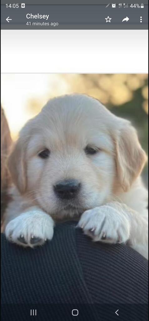 Golderrtiever pups, Dieren en Toebehoren, Honden | Retrievers, Spaniëls en Waterhonden, Reu, Golden retriever, Fokker | Professioneel