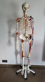 Anatomisch skelet, Diversen, Ophalen, Gebruikt
