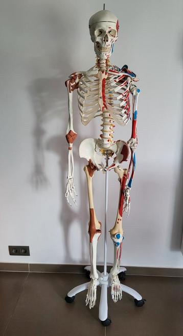 Anatomisch skelet - 3B Scientific beschikbaar voor biedingen