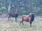 Kudde Soay schapen. Met lammeren, Dieren en Toebehoren, Schapen, Geiten en Varkens, Meerdere dieren, Schaap