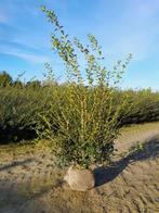 Osmanthus burkwoodii, Ophalen