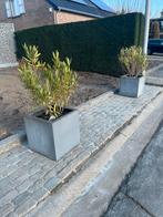 Planten in pot 3 stuks, Tuin en Terras, Planten | Tuinplanten, Ophalen, Zomer