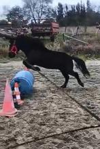 4 jarige a pony ruin 114cm, Dieren en Toebehoren, Pony's, Gechipt, Ruin, Niet van toepassing, A pony (tot 1.17m)