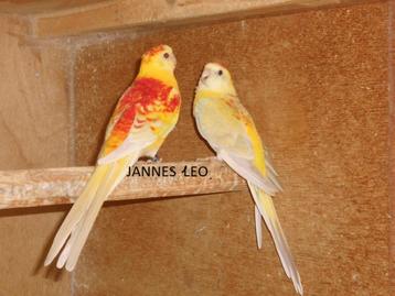 Parkieten . Roodruggen  beschikbaar voor biedingen