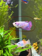 Mooie beta vrouwtjes, Dieren en Toebehoren, Vis, Zoetwatervis