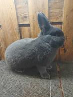 Blauwe Wener ram, Dieren en Toebehoren, Konijnen, Mannelijk, Middelgroot, 0 tot 2 jaar