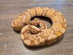 Python regius