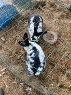 Vlaamse reus ram, Dieren en Toebehoren, Konijnen